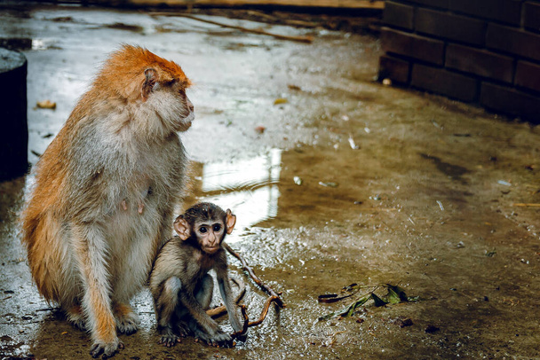 Mom monkey with baby in zoo. - Photo, Image
