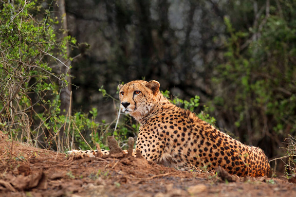 Il ghepardo (Acinonyx jubatus), anche come leopardo da caccia appoggiato su suolo rosso.Grande gatto maculato sdraiato a terra in un cespuglio africano
. - Foto, immagini
