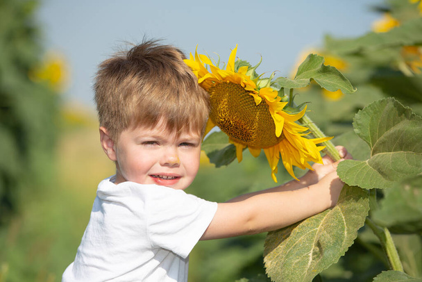 The child plays in a huge field of sunflowers. Little boy in a white T-shirt holds a big flower - Fotografie, Obrázek