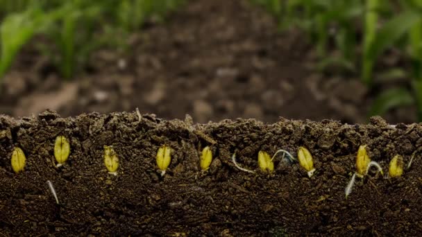 Macro Time lapse video of a bean seeds growing from the ground in soil, underground and overground view with transparent background with alpha - Footage, Video