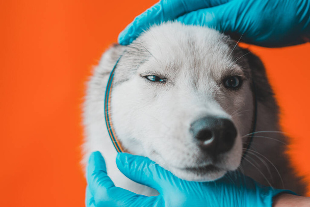 Tierarzt mit Schutzhandschuhen legt Halsband gegen Parasiten auf grauen Husky-Hund Nahaufnahme isoliert auf orangefarbenem Hintergrund 2021 - Foto, Bild