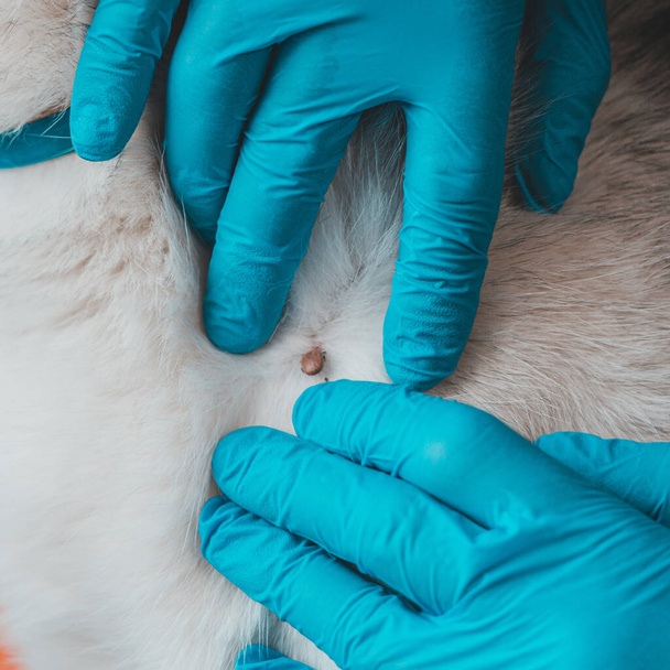 Az állatorvos a klinikán megtisztítja a kutya bőrét a paraziták és megtalálható vastag fehér szőrme atkák 2020 - Fotó, kép