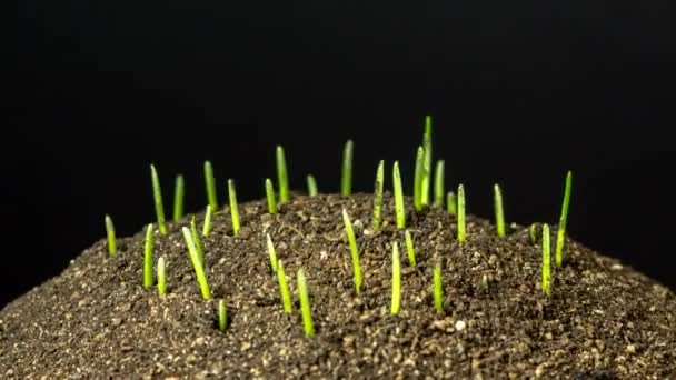 Pszenica rośnie w czasie. Makroczasowe wideo z uprawy i kiełkowania pszenicy z gleby - Materiał filmowy, wideo