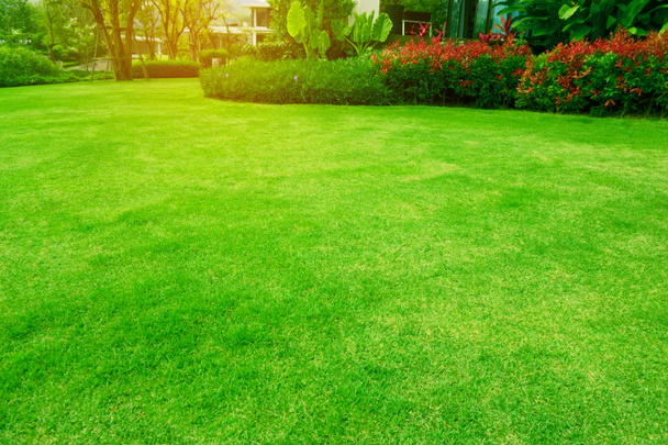  Świeża zielona trawa gładki trawnik z krzywym kształtem krzewu w porannym słońcu - Zdjęcie, obraz