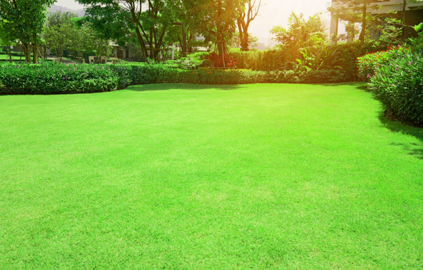 Fresh green Burmuda grass smooth lawn with curve form of bush, trees on the background in the house's garden  under morning sunlight - Photo, Image