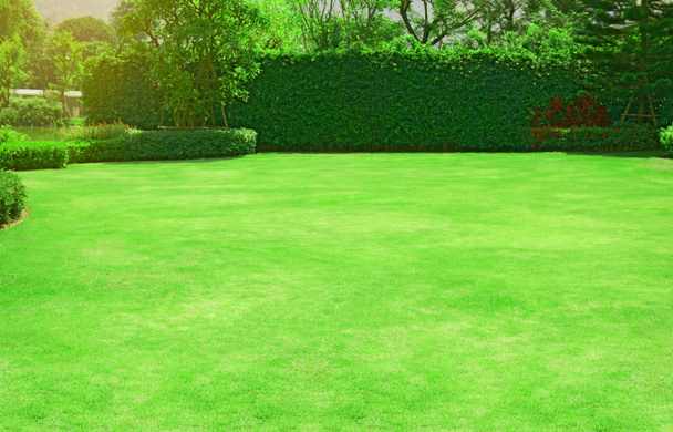  Fresh gardening green grass smooth lawn ficus wall and trees on the background in the house's garden  under morning sunlight - Photo, Image