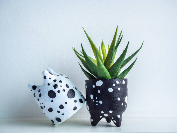 Cactus pot. Concrete pot. Empty cute small black and white concrete planters with green succulent plant on white wooden shelf isolated on white background. - Photo, Image