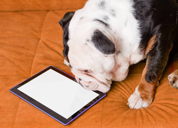 One white and black dog / bulldog  sitting on an orange sofa and looking at the tablet, studying /learning / working online  - Foto, Imagen