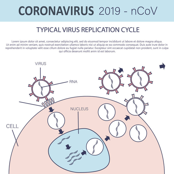 Typical virus replication cycle. Coronavirus 2019-nCoV infographic. Virus penetration into the cell. Vector illustration - Vector, Image