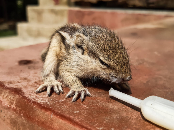 Ein Baby-Eichhörnchen auf dem Tisch und essen Milch, Milchrohr und schöne. - Foto, Bild