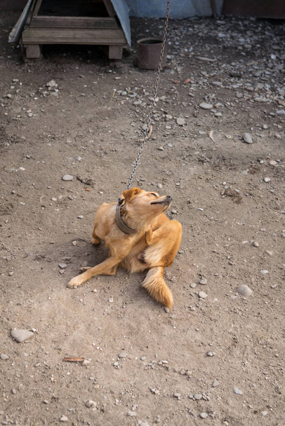 Рыжая собака с цепью на дворе - Фото, изображение
