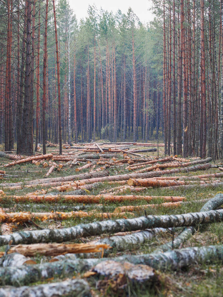 The area of pine forest deforestation in spring. - Photo, image