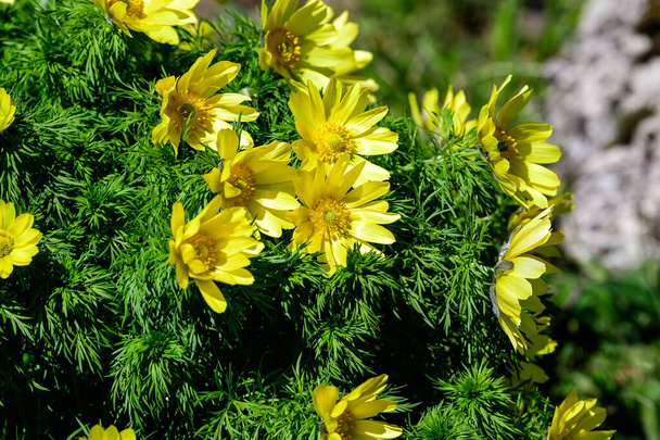 Group of fresh yellow flowers of adonis vernalis also known as pheasant's eye, yellow pheasant's eye or false hellebore, in a garden in a sunny spring day, beautiful outdoor floral background - Photo, Image