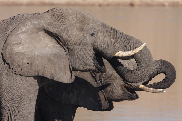 słonie afrykańskie picia - Zdjęcie, obraz