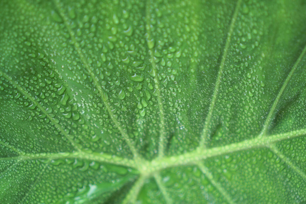 Kropelka wody z kropel deszczu na świeżą zieloną gigantyczną ulotkę liścia rośliny słonia ucho, pokrycie na wzór żyły i skóry dużego liścia, dodać wilgoci wokół dobre dla roślin tropikalnych    - Zdjęcie, obraz