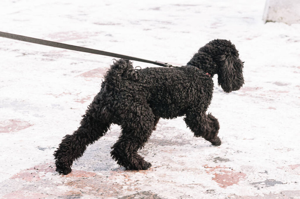 barboncino nero su una passeggiata su uno sfondo di neve
 - Foto, immagini