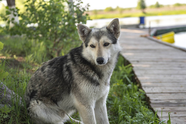 wolf-like dog in nature, watchdog or hunting dog - Fotografie, Obrázek