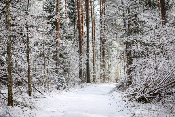 白い雪と曇りの空と美しい森林道路の景色。ヨーロッパ、ラトビア、クルディガで撮影. - 写真・画像