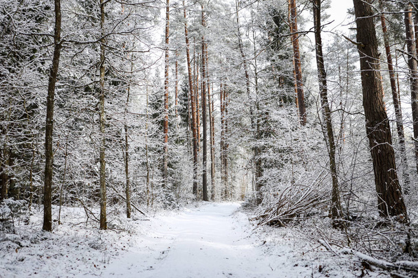 Beautiful forest road view with white snow and cloudy sky. Photo taken in Europe, Latvia, Kuldiga. - Photo, Image