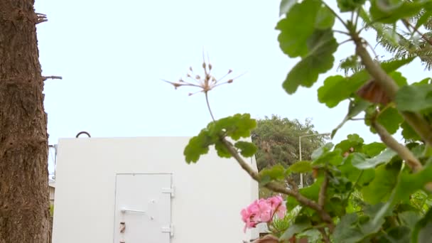 Abrigo de bombas móveis dentro de um jardim em Israel. Esta é uma sala fortificada extra que ajuda os moradores da casa a serem protegidos contra ataques de foguete. Chama-se Migunit "ou" Merkhav Mugan "
"." - Filmagem, Vídeo