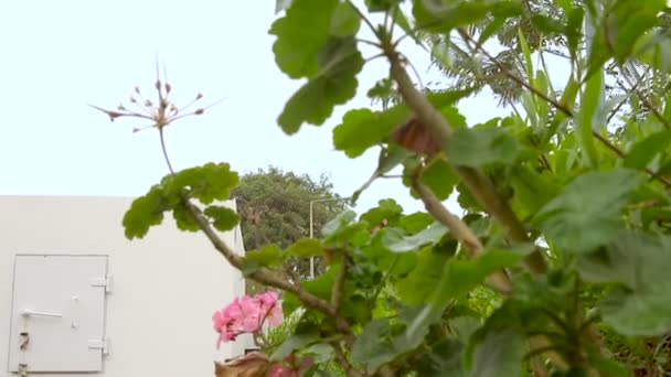 İsrail 'de bir ev bahçesine taşınabilir bomba sığınağı. Burası, ev sakinlerinin roket saldırılarından korunmasına yardımcı olan ekstra güçlendirilmiş bir oda. Adı "Migunit" ya da "Merkhav Mugan""." - Video, Çekim