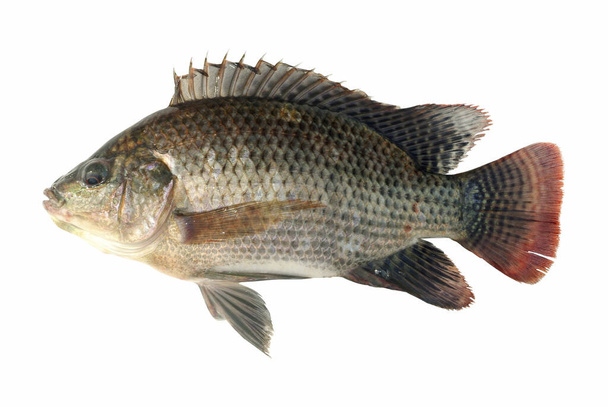 Fresh fish on the white background - Foto, afbeelding