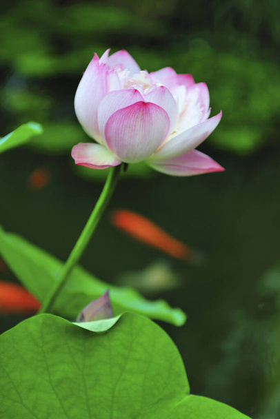 Close up of East Indian Lotus - Fotoğraf, Görsel