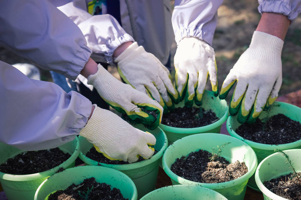 hands of young people in garden gloves fill the garden pots with earth - Valokuva, kuva