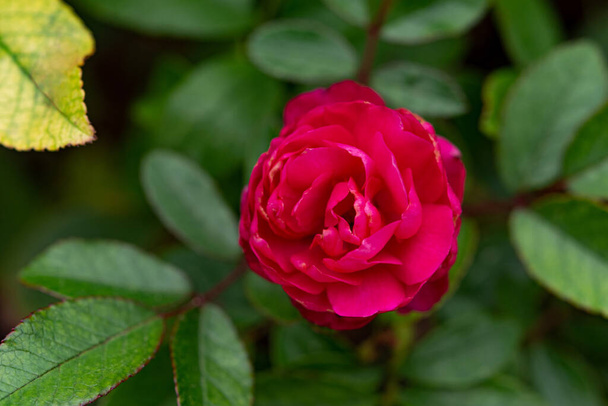 Una foto de una rosa roja brillante contra las plantas verdes de verano. Rosa roja en una cama de flores vista superior
 - Foto, Imagen