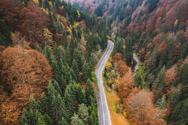 Mountain road through forest - Fotoğraf, Görsel