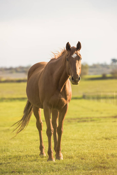 inglés Thoroughbred mare looking the camera in a meadow at sunset. No hay gente con copyspace
. - Foto, Imagen