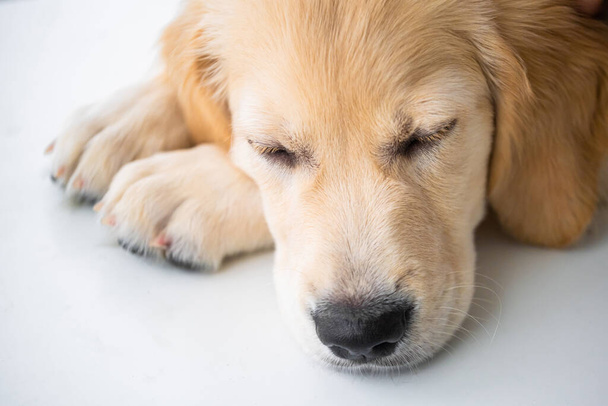 Cute muzzle of retriever dog - Foto, Imagem