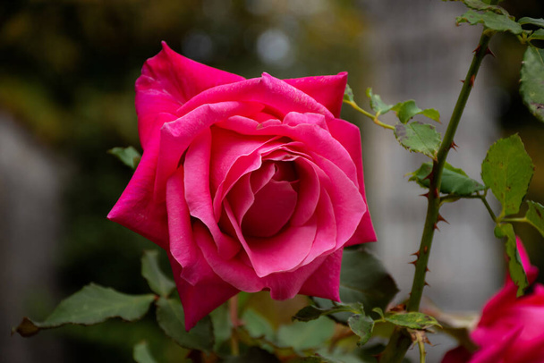 Kuvakaappaus vaaleanpunaisesta ruusun oksasta vihreää ruohoa vasten. Vaaleanpunainen ruusu kukkapenkkiin ylhäältä
 - Valokuva, kuva