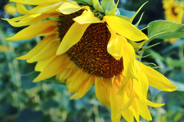 Sunny yellow sunflower close up macro with bright colors blue sky summer season - Photo, Image