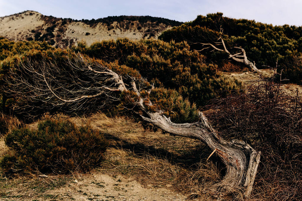 Young junipers growing on a cliff of coniferous forest in Utrish nature reserve were deformed under gusts of wind from the sea to the mountain shore. Conifers leaned to one side. - 写真・画像