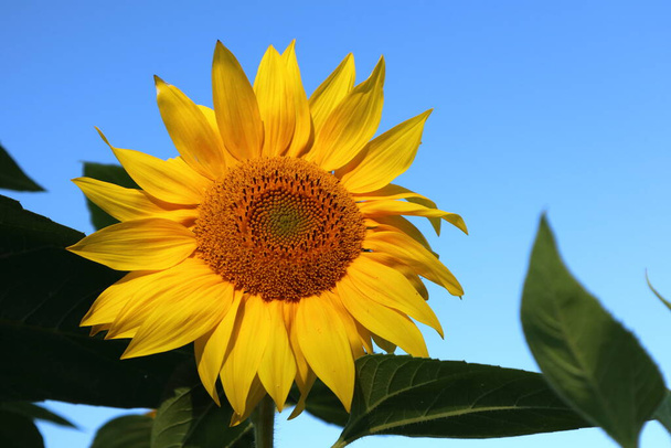 Sonnige gelbe Sonnenblume Nahaufnahme Makro mit hellen Farben blauer Himmel Sommersaison - Foto, Bild