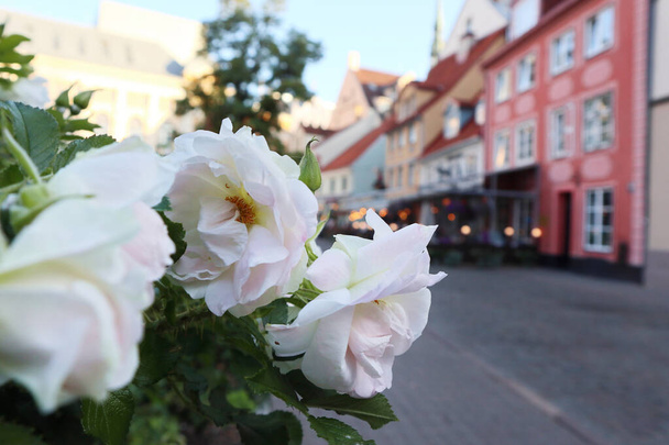 Λευκά ροζ τριαντάφυλλα λουλούδια στο κέντρο της παλιάς πόλης Ρίγα της Λετονίας. Ευρώπη ταξιδεύουν με ωραία παλιά κτίρια καφέ δρόμο. Μακρο κοντινό πλάνο με βραδινά φώτα - Φωτογραφία, εικόνα
