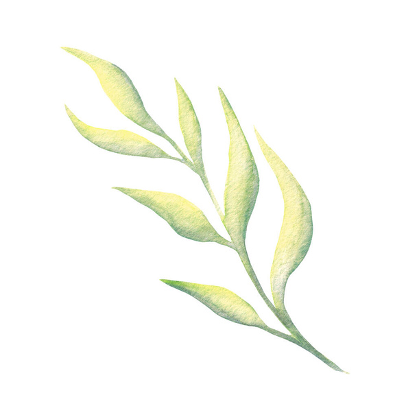 Watercolor twig. Elegant floral elements. branches isolated on a white background - Φωτογραφία, εικόνα