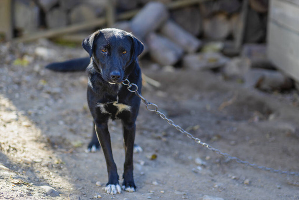 großer schwarzer Wachhund im Hinterhof angekettet - Foto, Bild