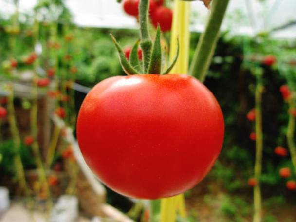 Крупним планом висячий червоний помідор
 - Фото, зображення