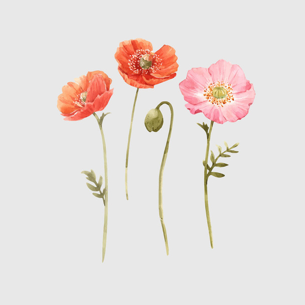 Beautiful vector watercolor floral set with red and pink poppy flowers. Stock illustration. - Wektor, obraz