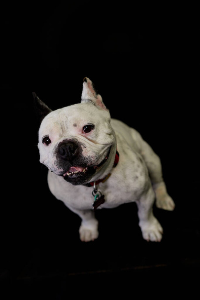 White French Bulldog with black spots sitting on a black background and with a red collar - Photo, Image