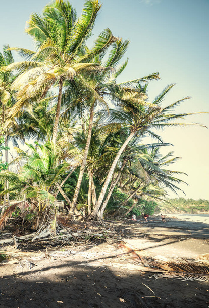 Coconut Palm trees in Grande Anse beach in Guadeloupe, French west indies. Lesser Antilles, Caribbean sea - Foto, Imagen