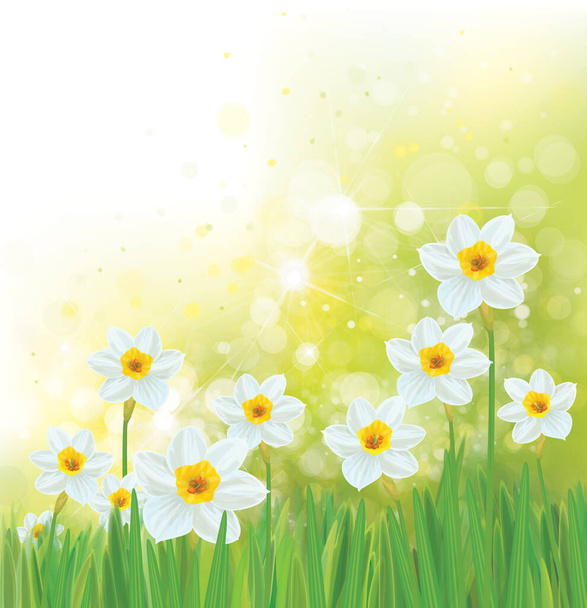 Flores de narciso vectorial. Fondo de primavera
. - Vector, Imagen
