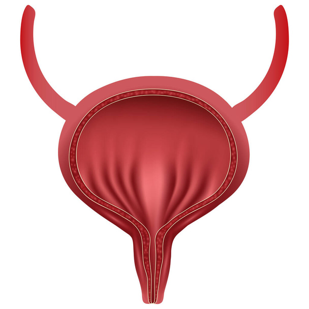 Realistic Human bladder. Medicine concept, Healthcare.Human internal organs symbol - Vector, Imagen