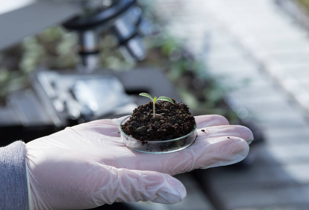 Close up of biologist's hand with protective gloves holding petri dish with soil and young plant. Microscope in background. Biotechnology, plant care and protection concept - Photo, Image