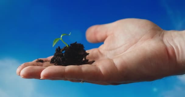 Χέρια κρατώντας ένα δενδρύλλιο βασιλικό φυτό με όμορφο φως ηλιοβασίλεμα, έννοια της νέας ανάπτυξης και της βιώσιμης γεωργίας, την περιβαλλοντική υγεία, τη φροντίδα για τη μητέρα γη - Πλάνα, βίντεο