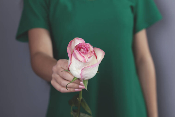woman  hand pink rose on grey background - Фото, изображение