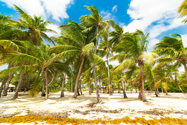 Palmiers à Bois Jolan plage en Guadeloupe, Indes occidentales françaises. Petites Antilles, Mer des Caraïbes
 - Photo, image