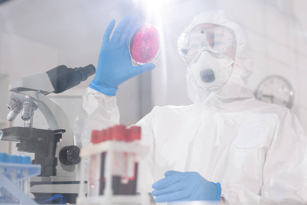 Fiatal női tudós vagy gyógyszerész védőmunkaruhában petri-csészét tart bíbor anyaggal maga előtt munka közben a laborban - Fotó, kép